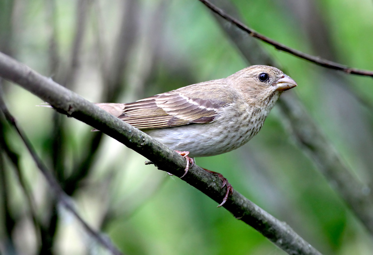  Carpodacus erythrinus Common Rosefinch