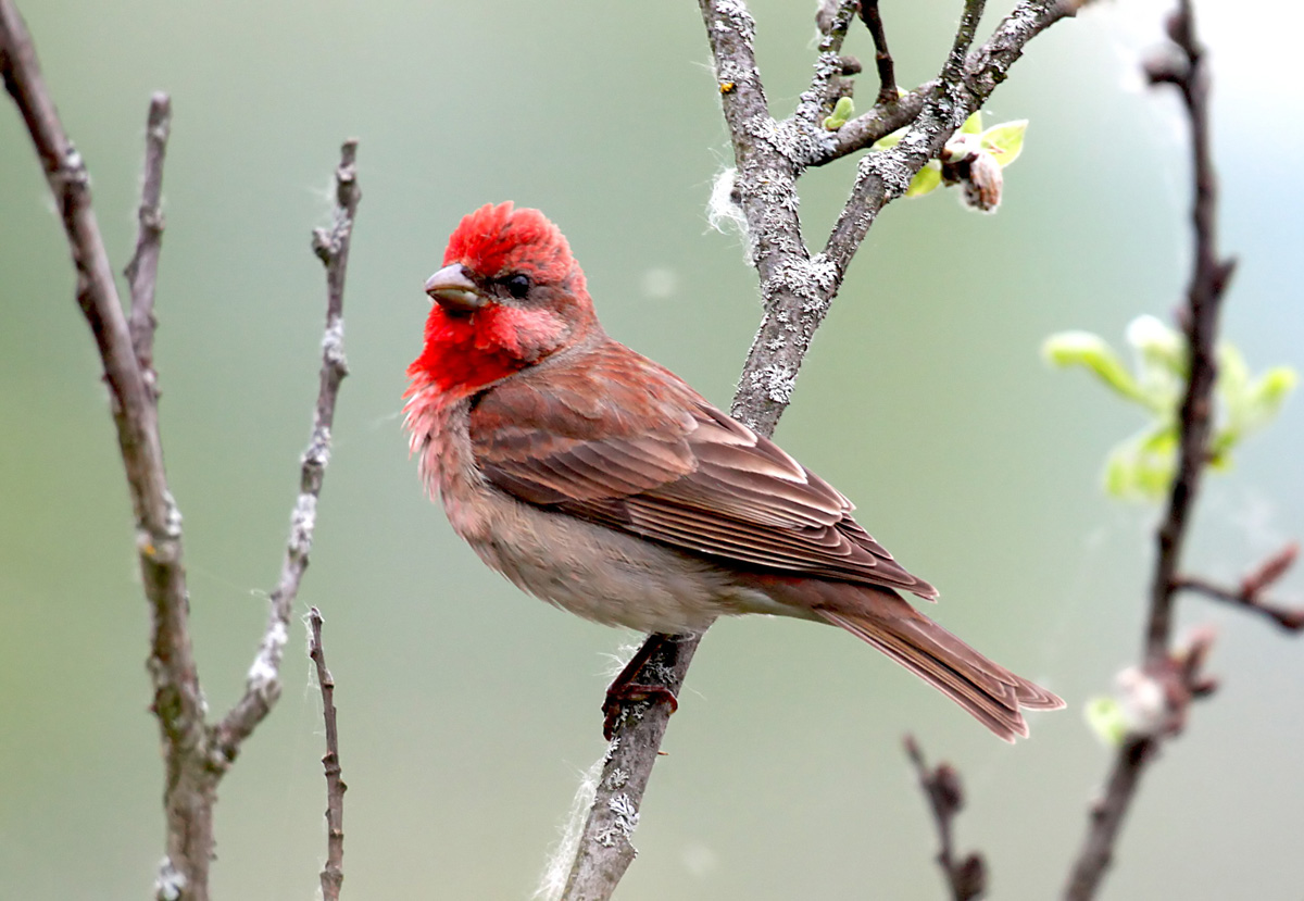  Carpodacus erythrinus Common Rosefinch