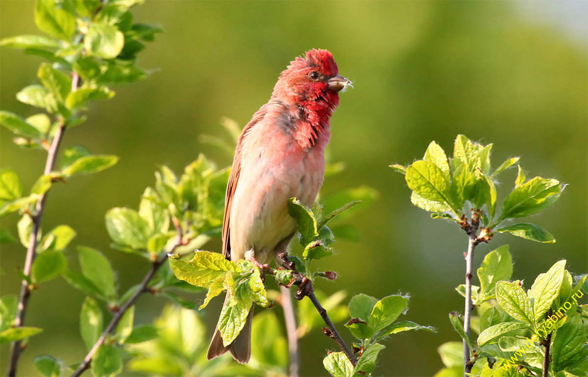  Carpodacus erythrinus Common Rosefinch