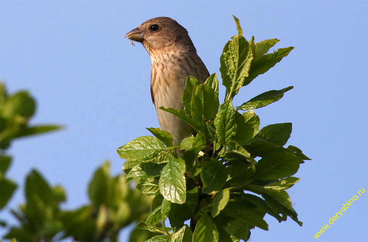  Carpodacus erythrinus Common Rosefinch