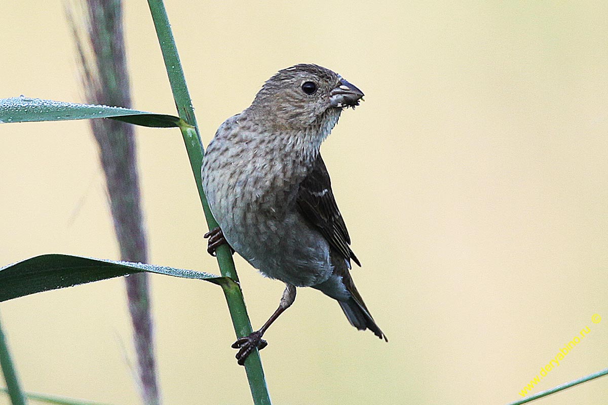  Carpodacus erythrinus Common Rosefinch