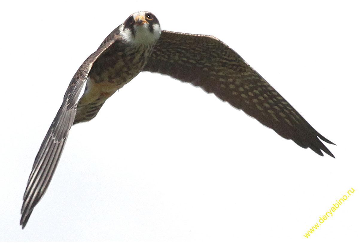 Чеглок Falco subbuteo Eurasian Hobby