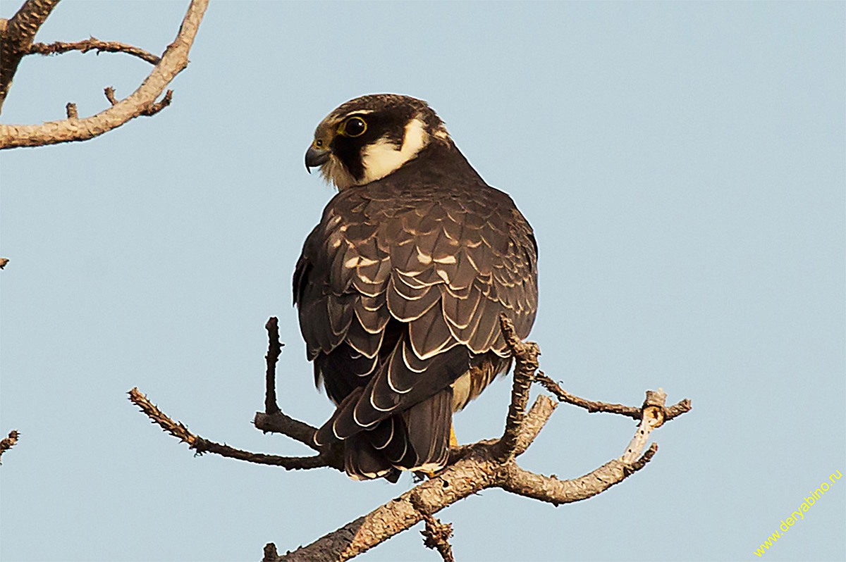  Falco subbuteo Eurasian Hobby