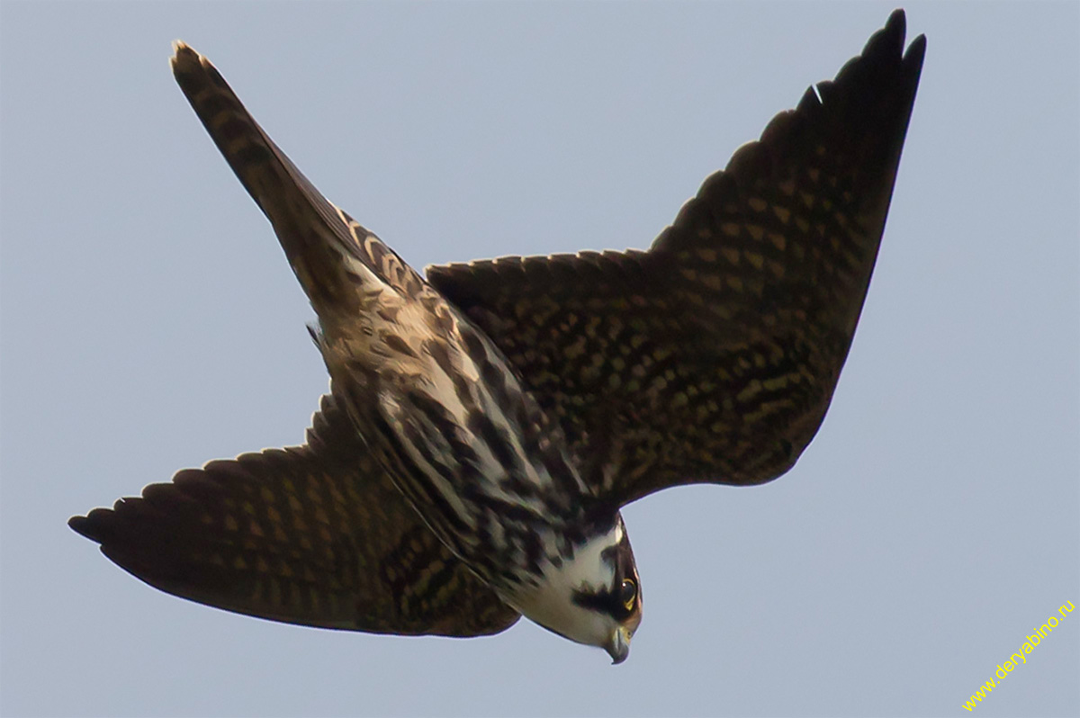  Falco subbuteo Eurasian Hobby