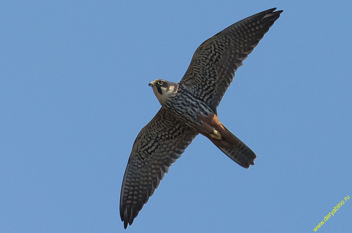 Чеглок Falco subbuteo Eurasian Hobby