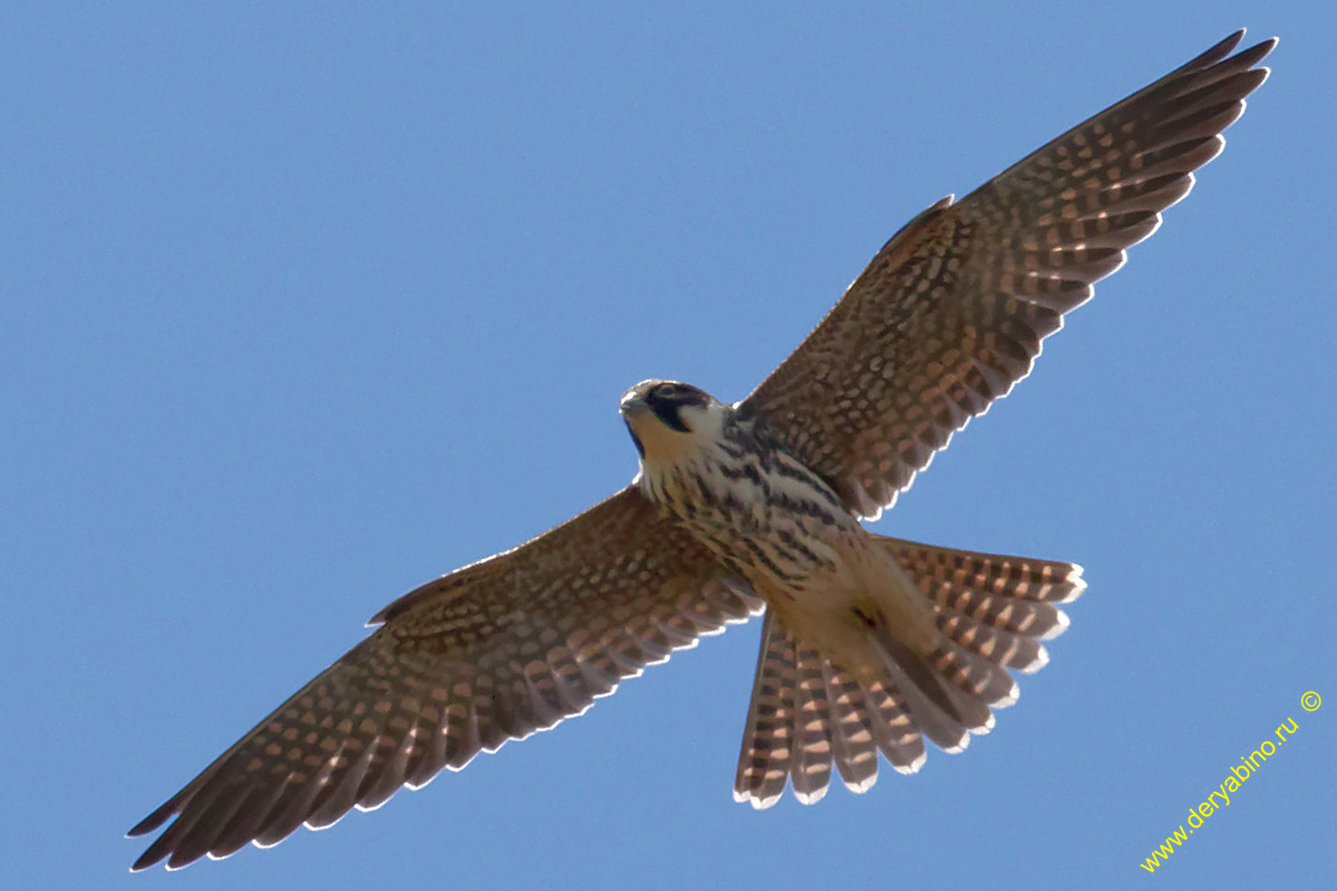 Чеглок Falco subbuteo Eurasian Hobby