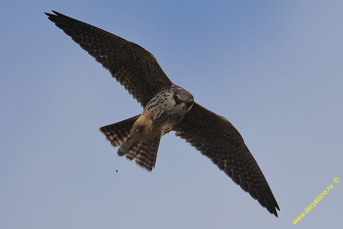  Falco subbuteo Eurasian Hobby