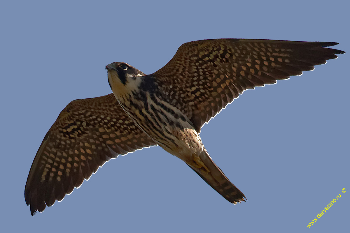 Чеглок Falco subbuteo Eurasian Hobby