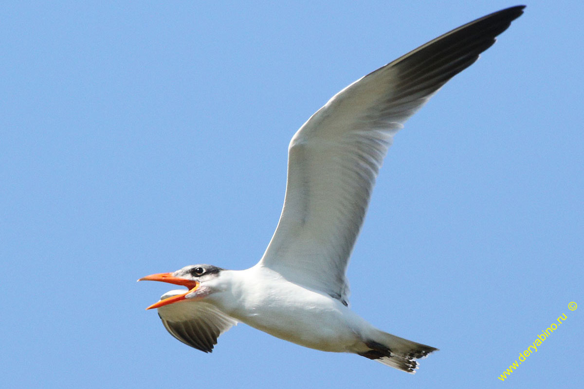    Hydroprogne caspia Caspian tern