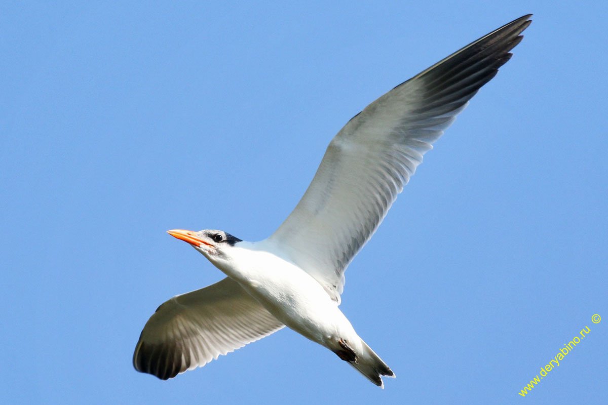    Hydroprogne caspia Caspian tern