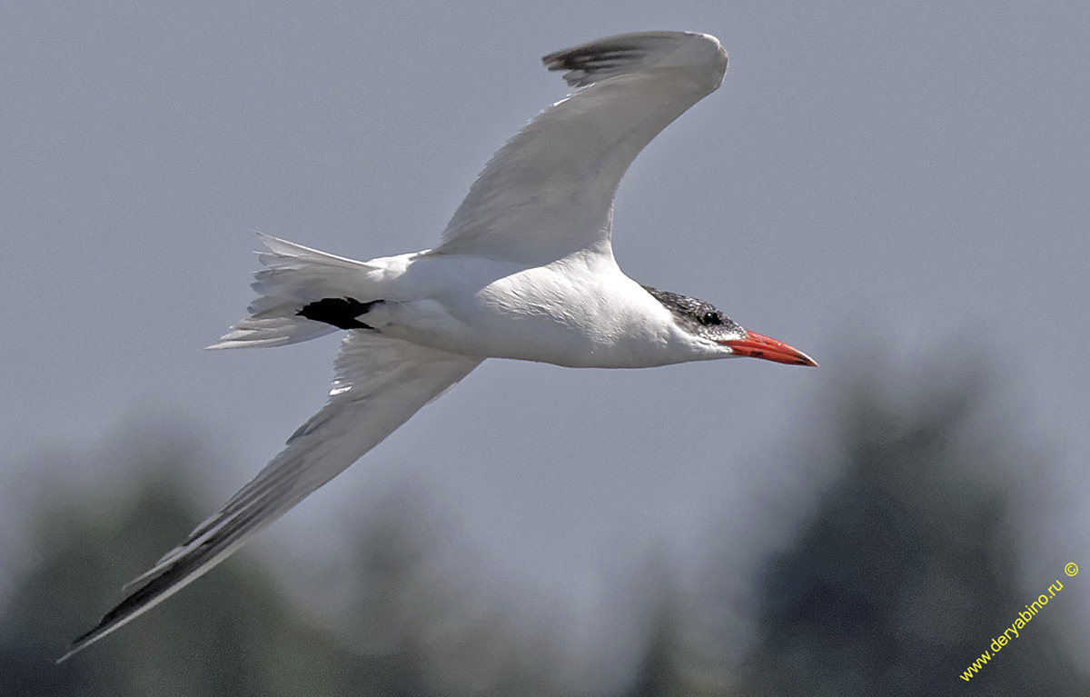    Hydroprogne caspia Caspian tern