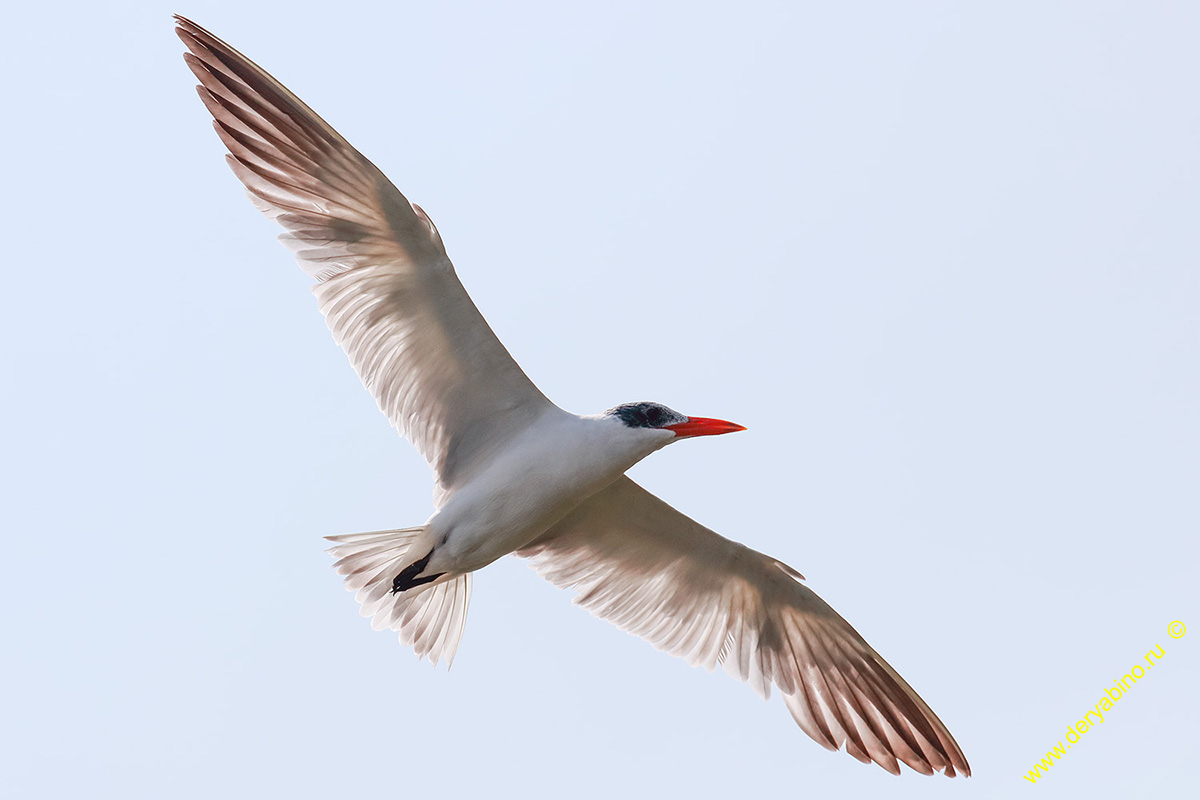    Hydroprogne caspia Caspian tern