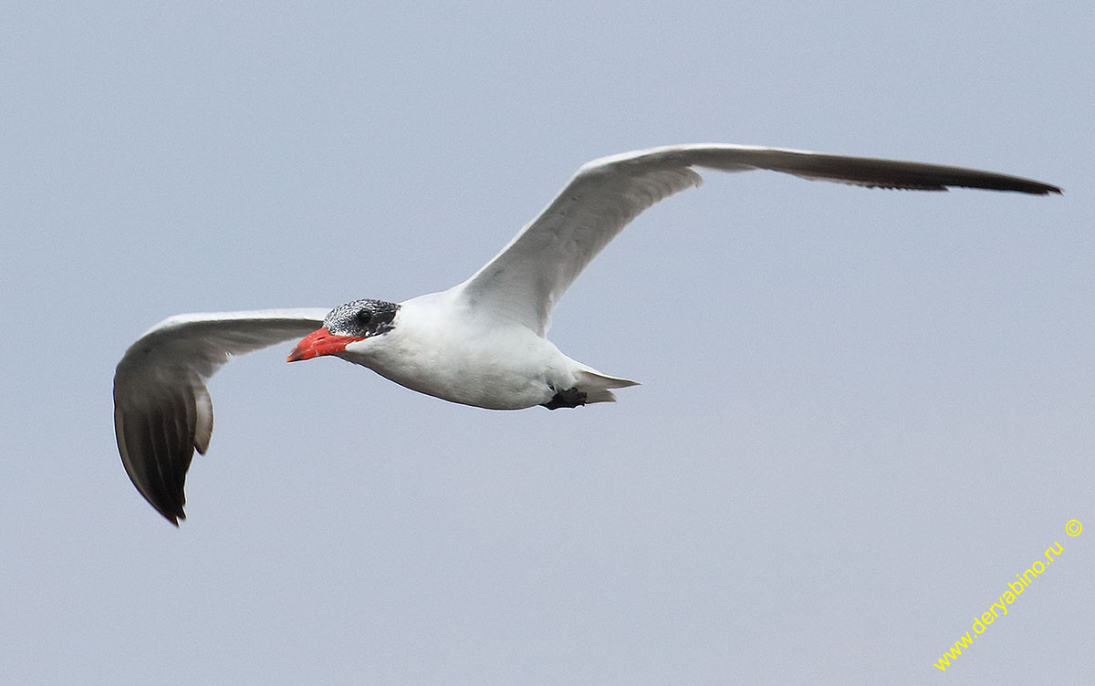    Hydroprogne caspia Caspian tern