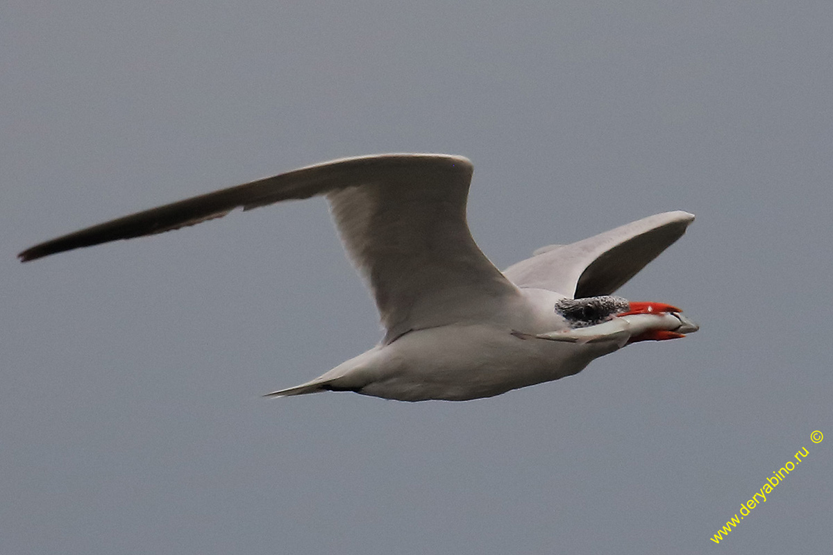    Hydroprogne caspia Caspian tern