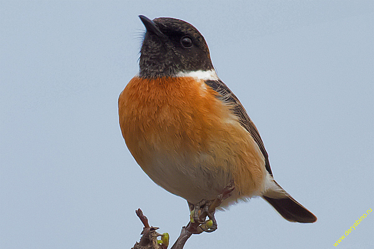   Saxicola torquata Common Stonechat