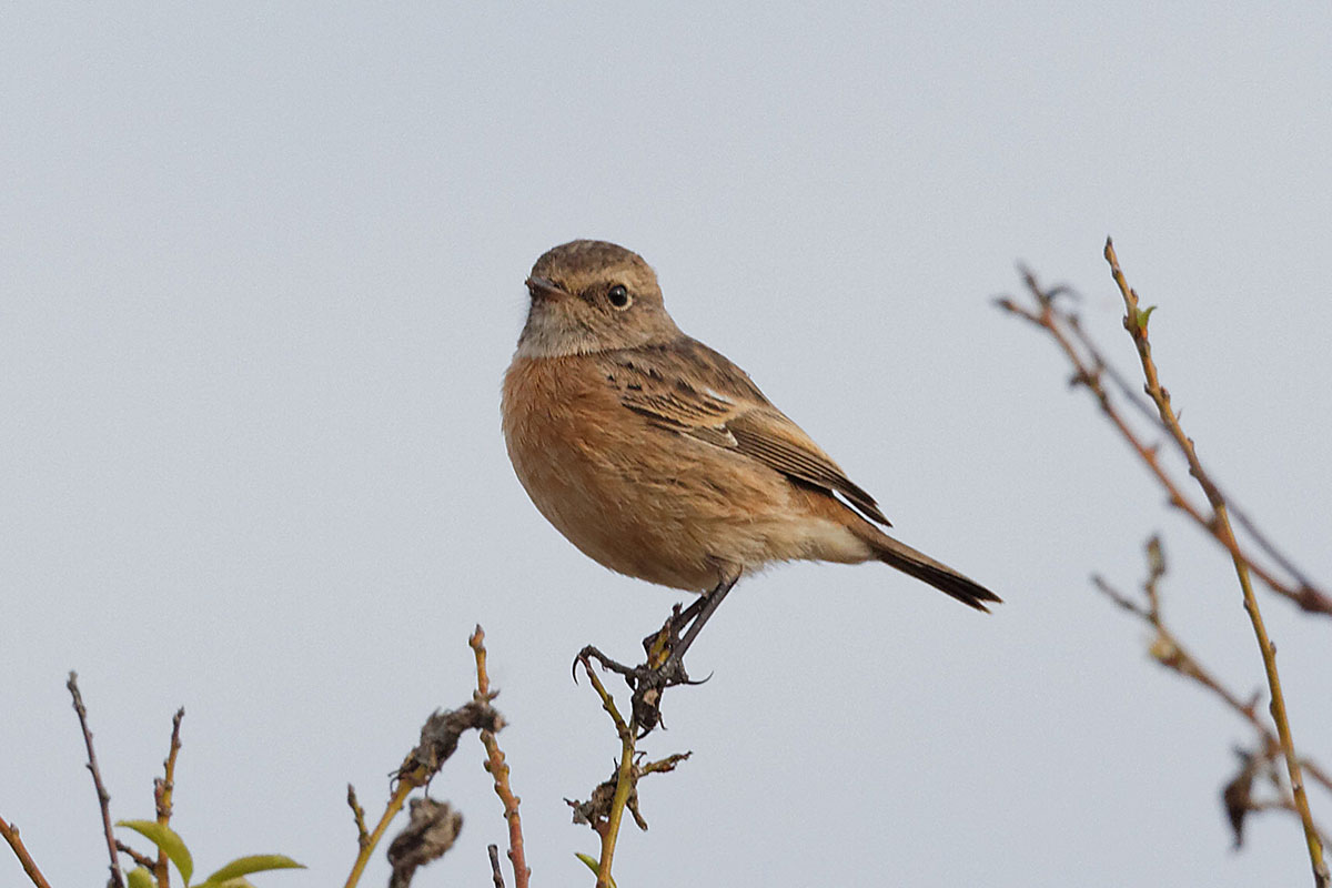   Saxicola torquata Common Stonechat