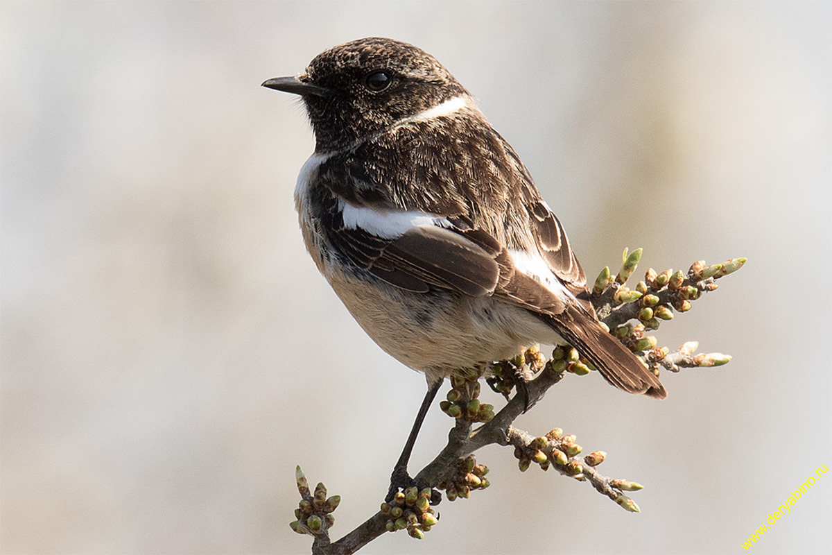   Saxicola torquata Common Stonechat