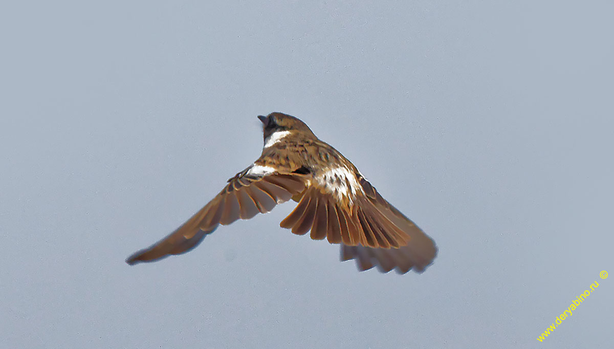   Saxicola torquata Common Stonechat