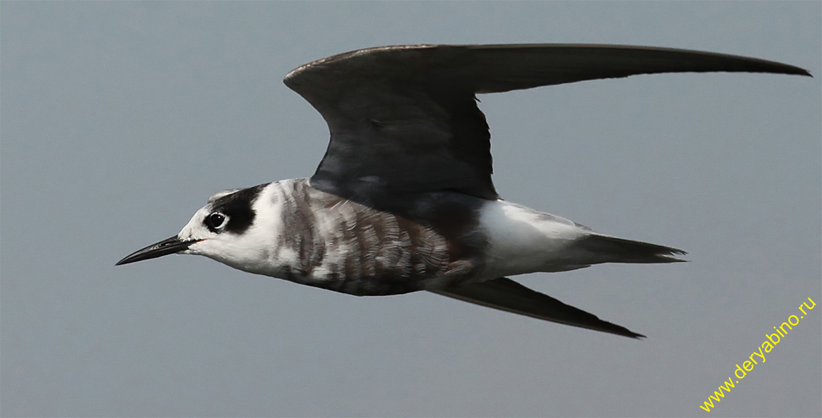   Chlidonias niger Black Tern