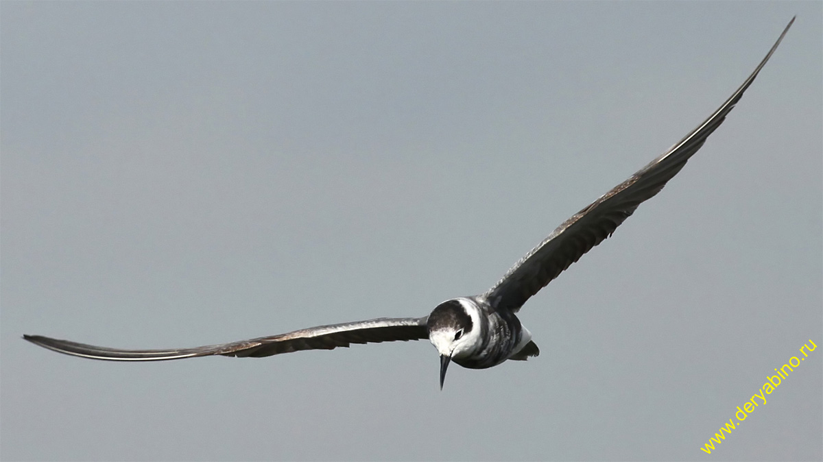   Chlidonias niger Black Tern