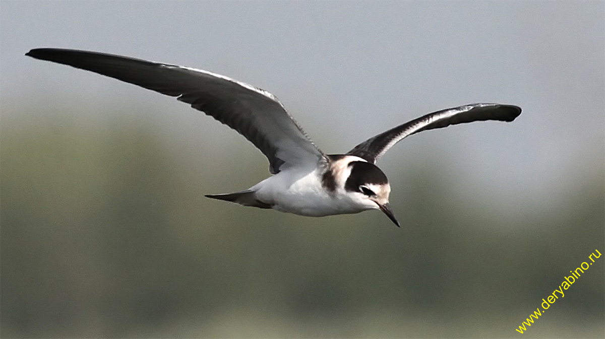   Chlidonias niger Black Tern