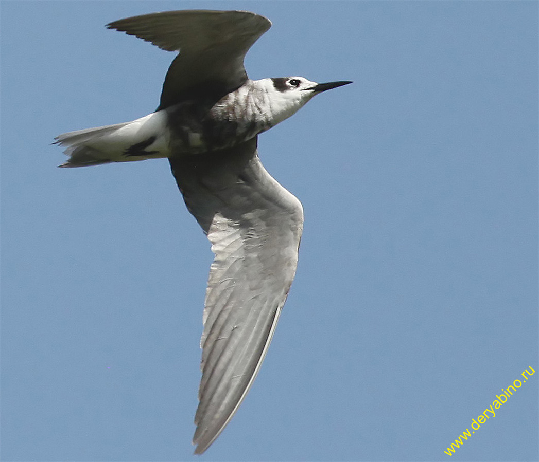   Chlidonias niger Black Tern