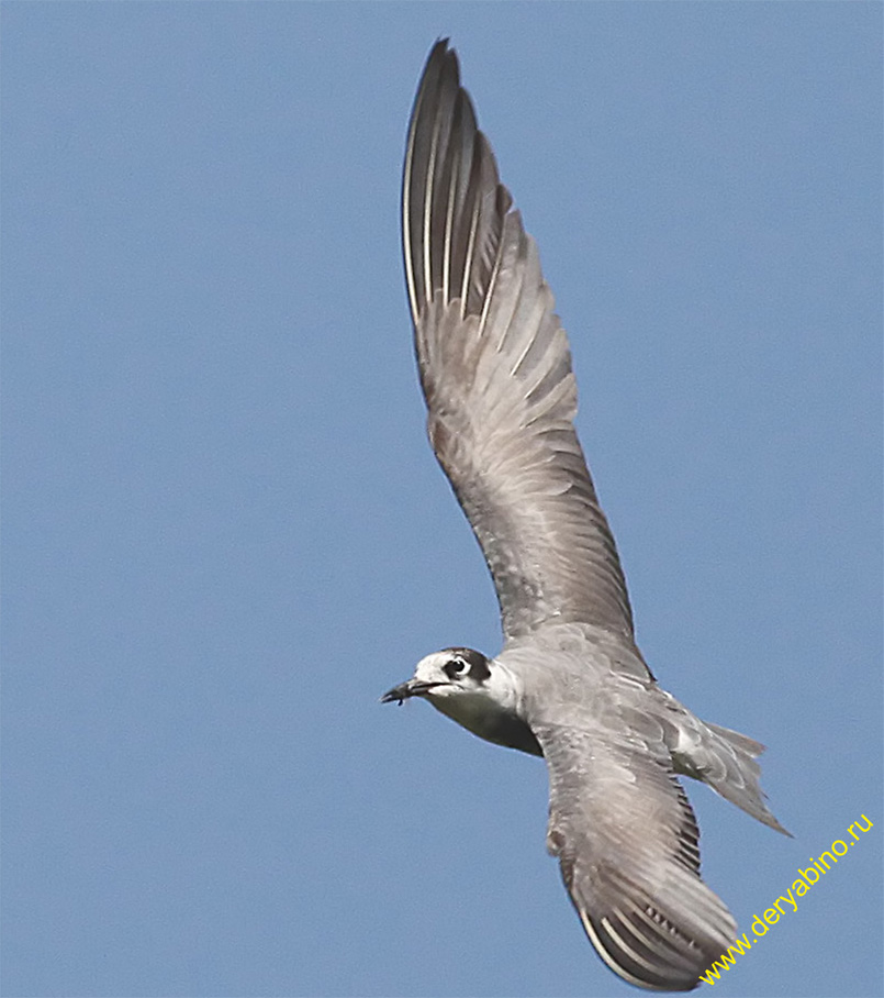   Chlidonias niger Black Tern