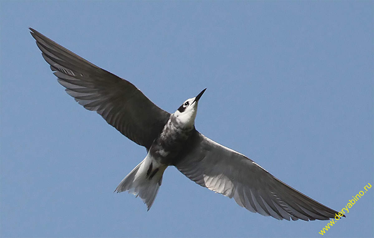   Chlidonias niger Black Tern