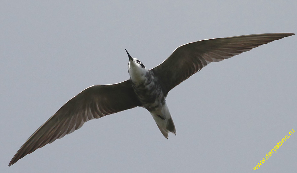   Chlidonias niger Black Tern