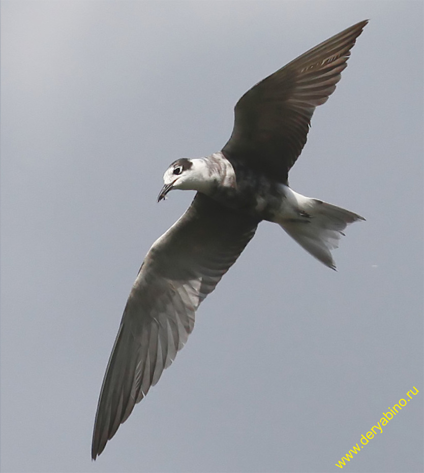   Chlidonias niger Black Tern