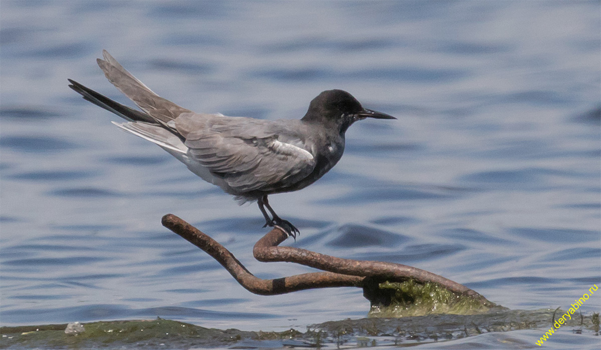   Chlidonias niger Black Tern