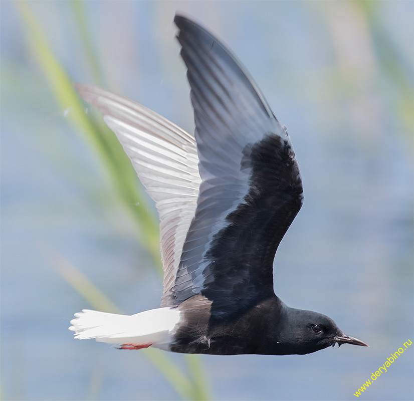   Chlidonias niger Black Tern