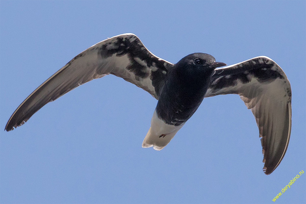   Chlidonias niger Black Tern