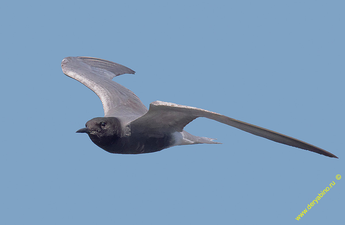   Chlidonias niger Black Tern