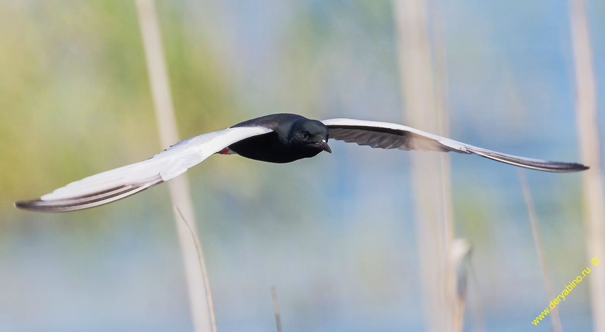   Chlidonias niger Black Tern