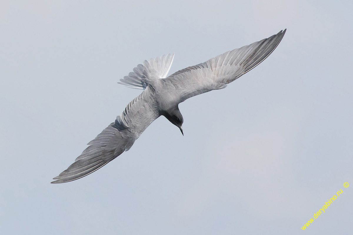   Chlidonias niger Black Tern