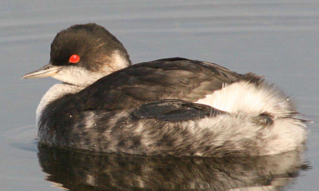   Podiceps nigricollis Black-necked Grebe