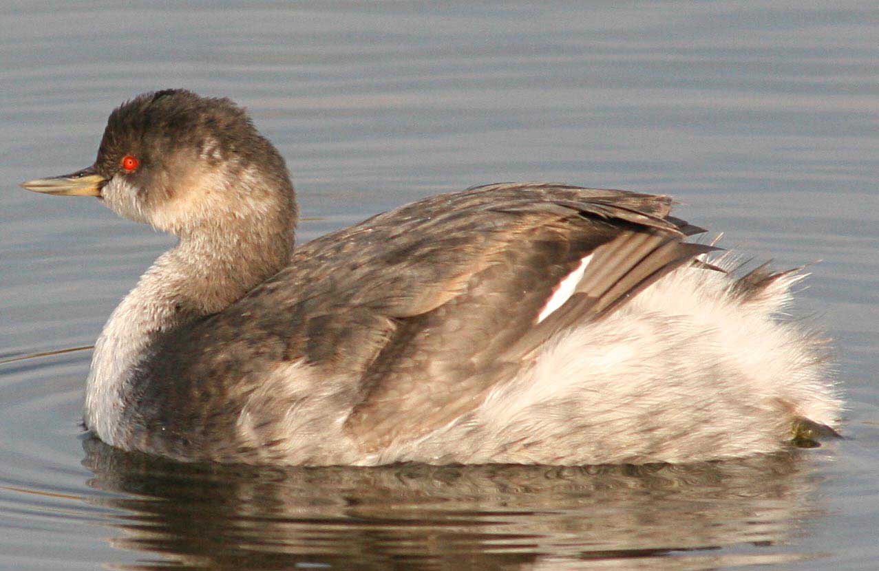   Podiceps nigricollis Black-necked Grebe