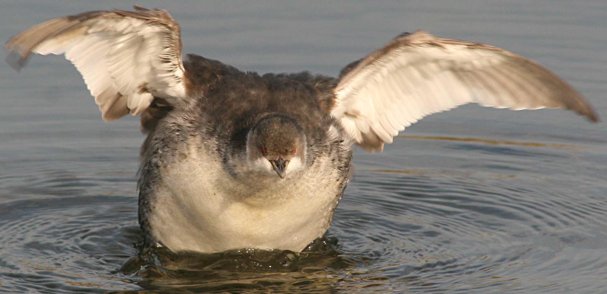   Podiceps nigricollis Black-necked Grebe