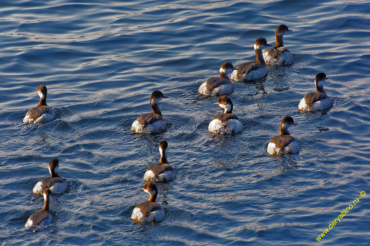   Podiceps nigricollis Black-necked Grebe