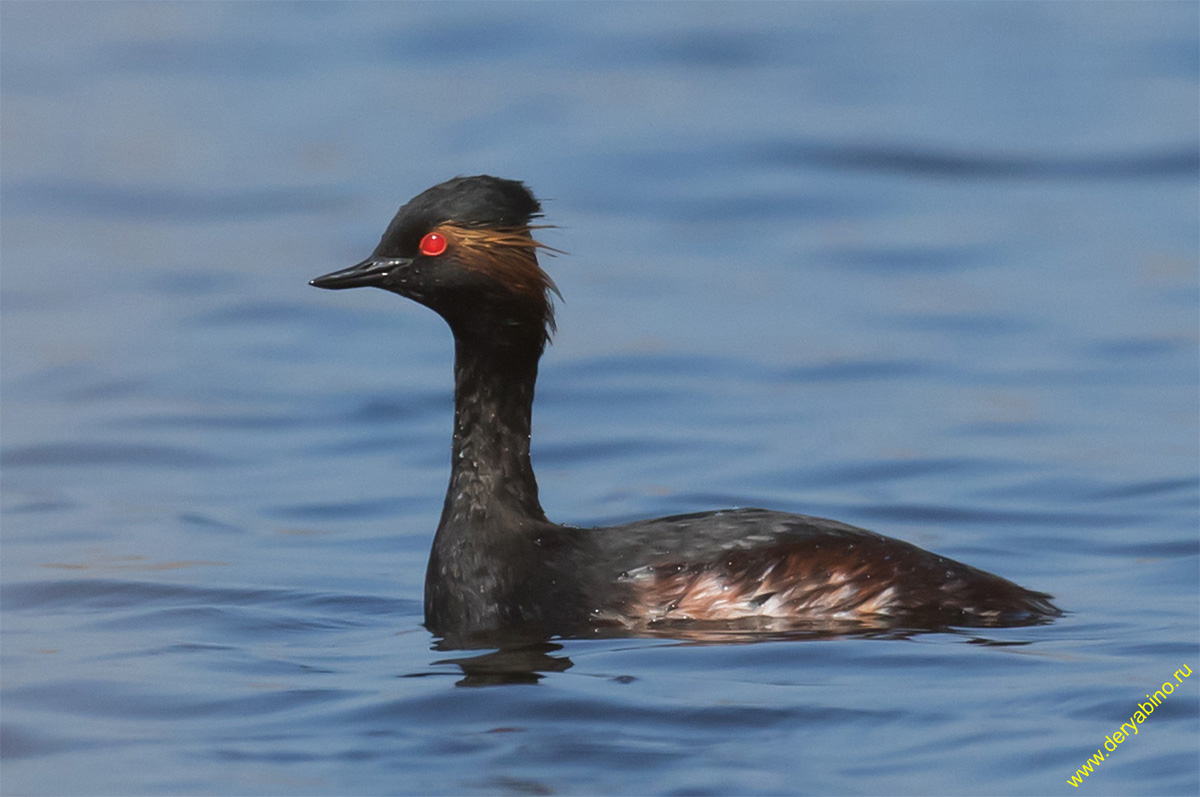   Podiceps nigricollis Black-necked Grebe