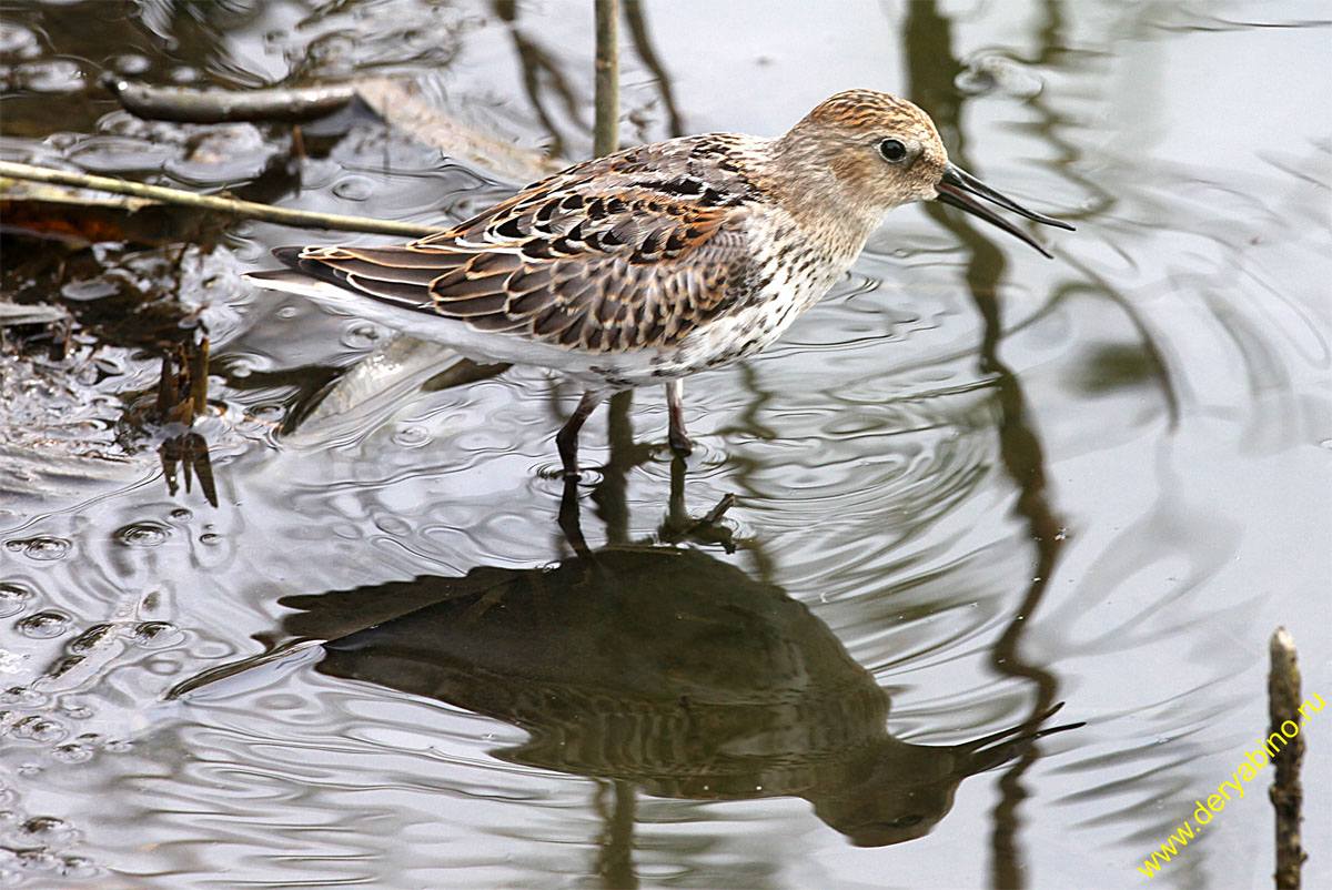  Calidris alpina Dunlin