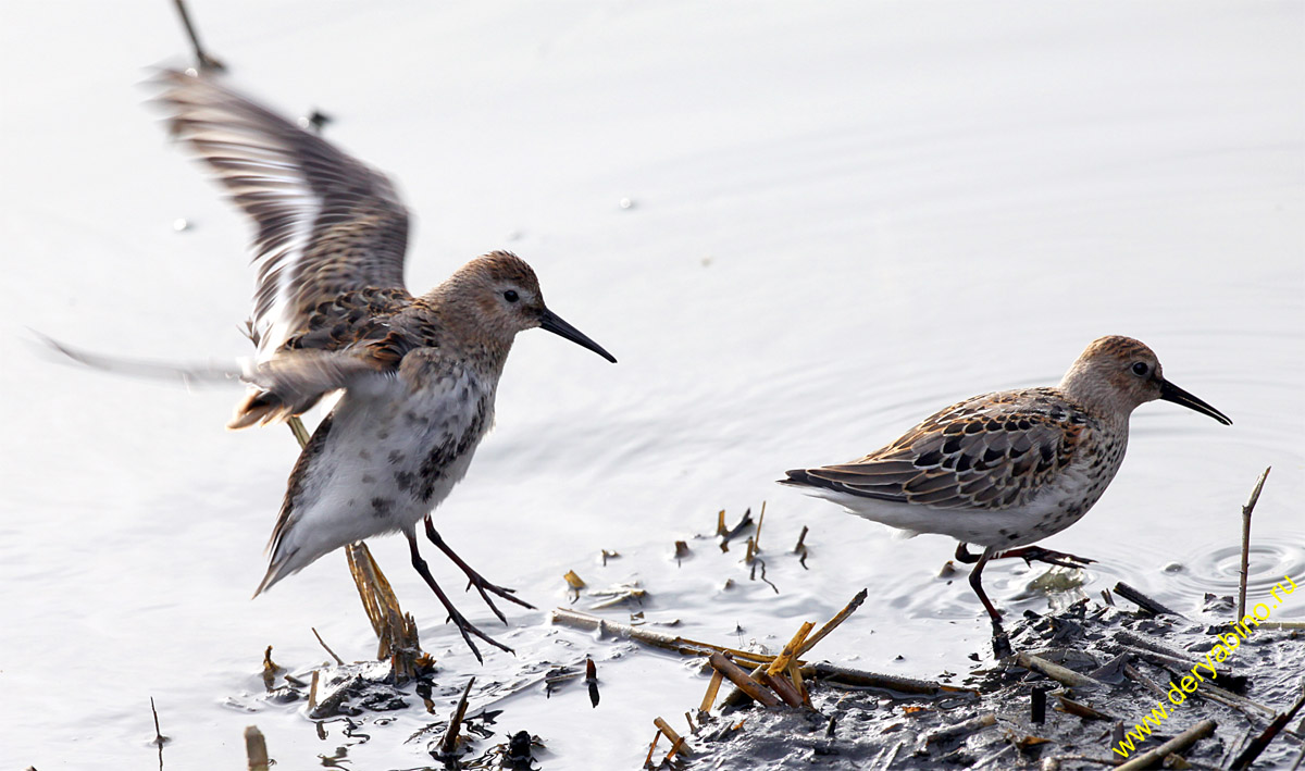  Calidris alpina Dunlin