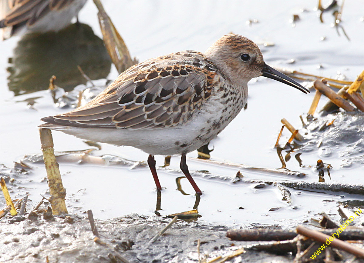  Calidris alpina Dunlin