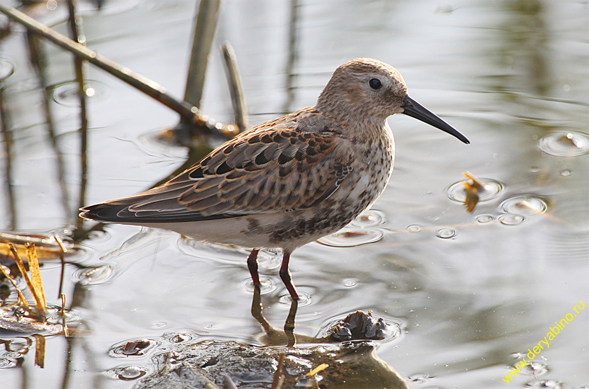  Calidris alpina Dunlin