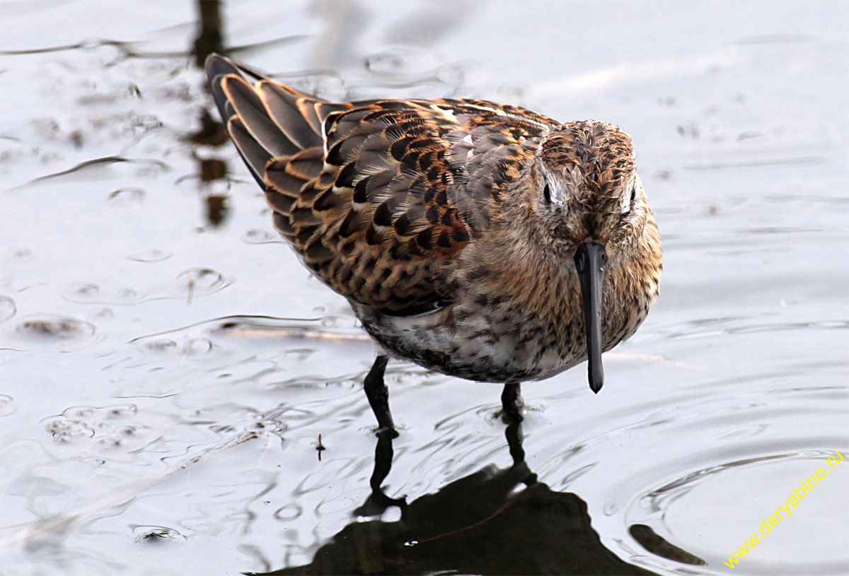  Calidris alpina Dunlin