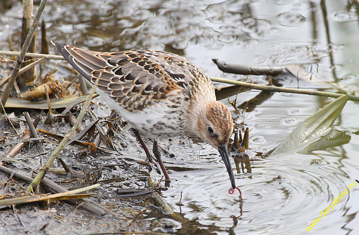  Calidris alpina Dunlin