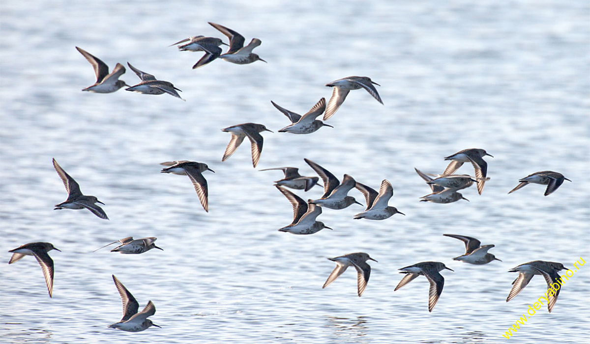  Calidris alpina Dunlin