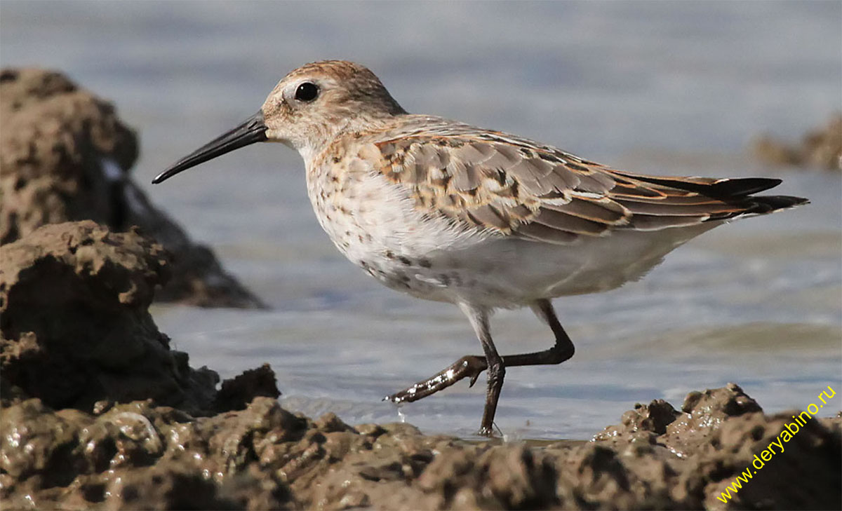  Calidris alpina Dunlin