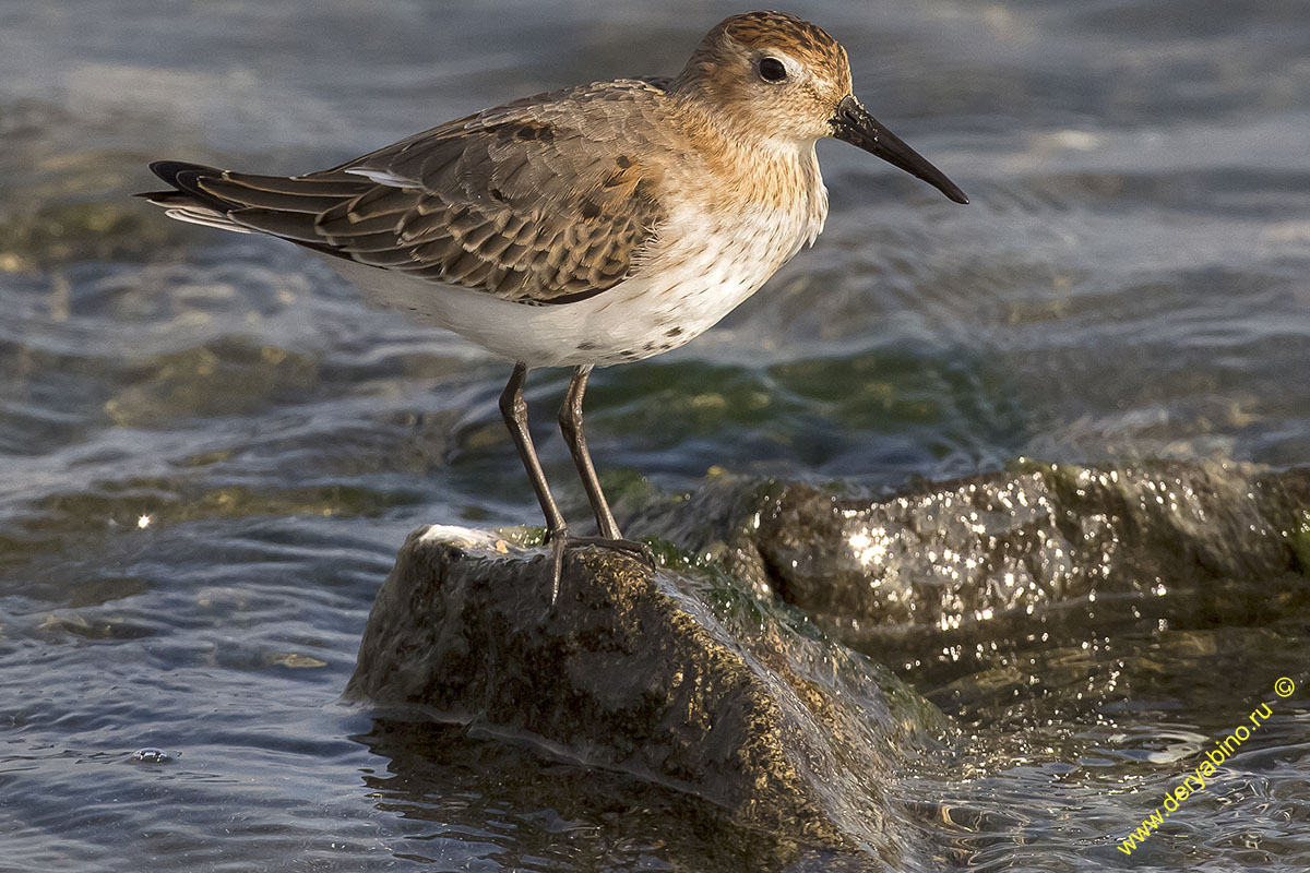  Calidris alpina Dunlin